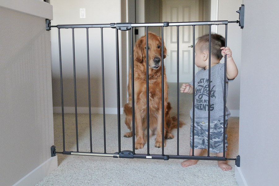 Bebek güvenlik kapısının önünde duran köpek ve bebek